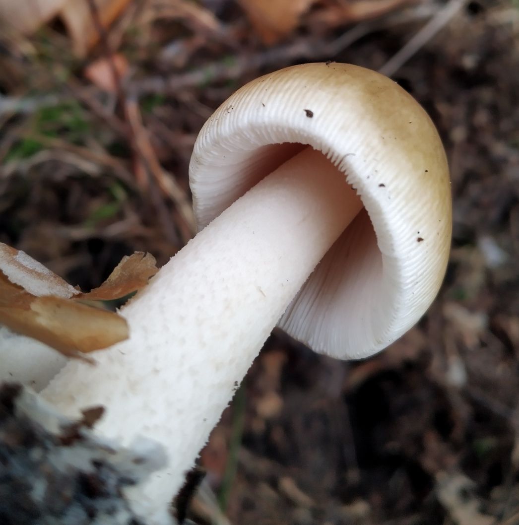 Поплавок желтеющий (Amanita flavescens)