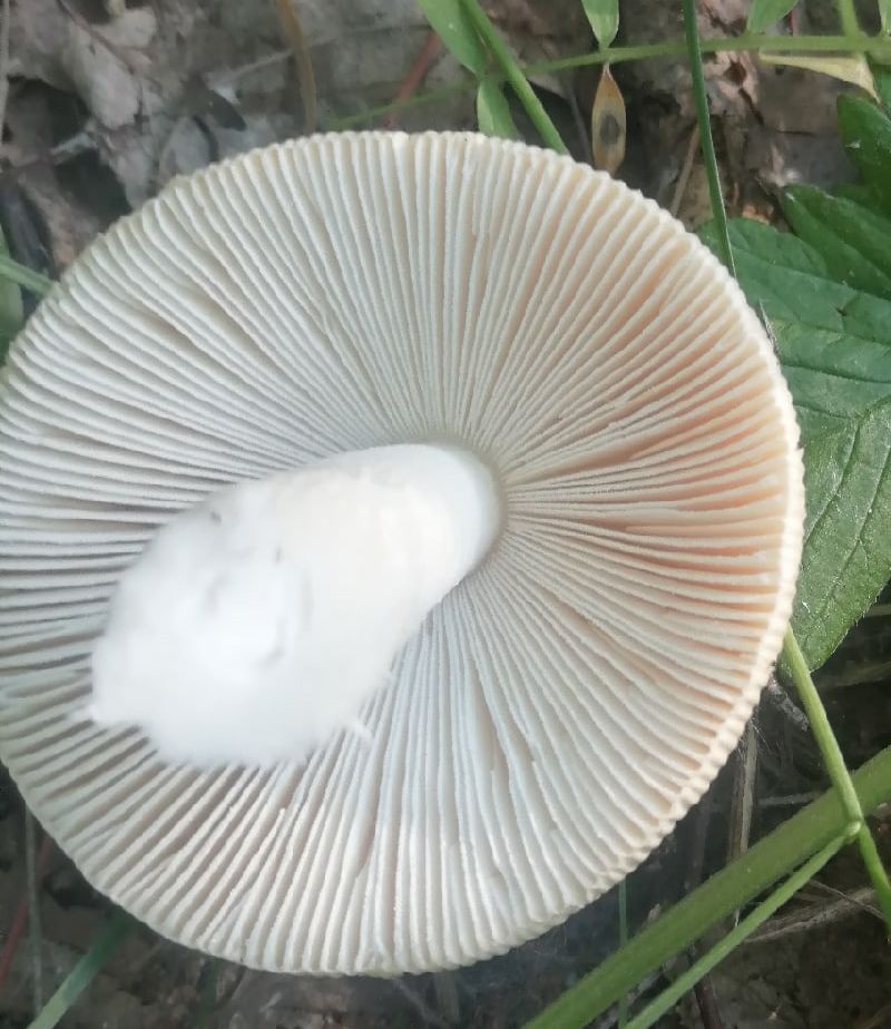 Поплавок желтеющий (Amanita flavescens)