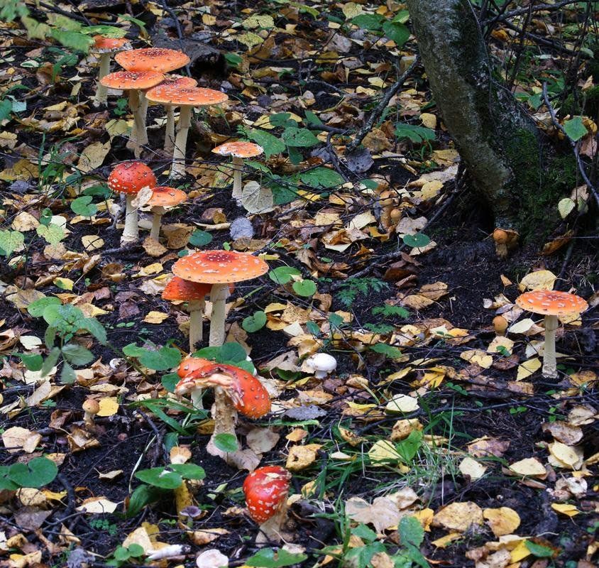 Мухомор красный (Amanita muscaria)