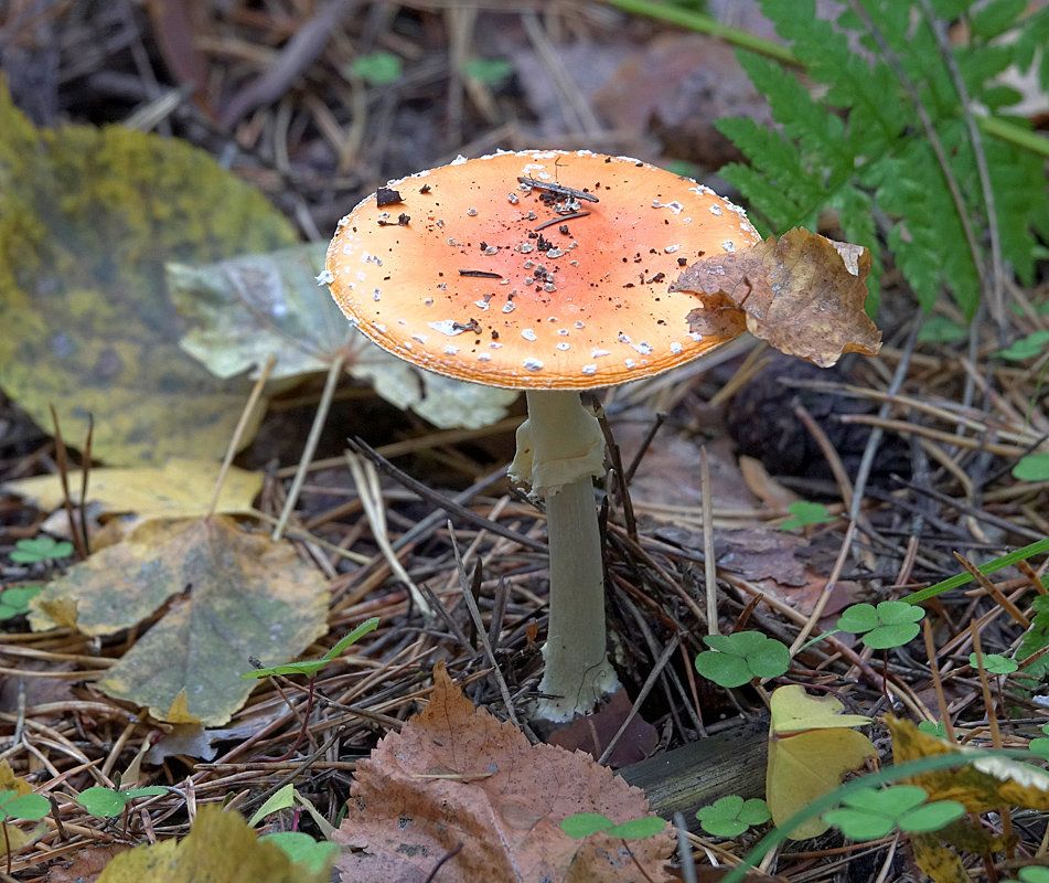 Мухомор красный (Amanita muscaria)