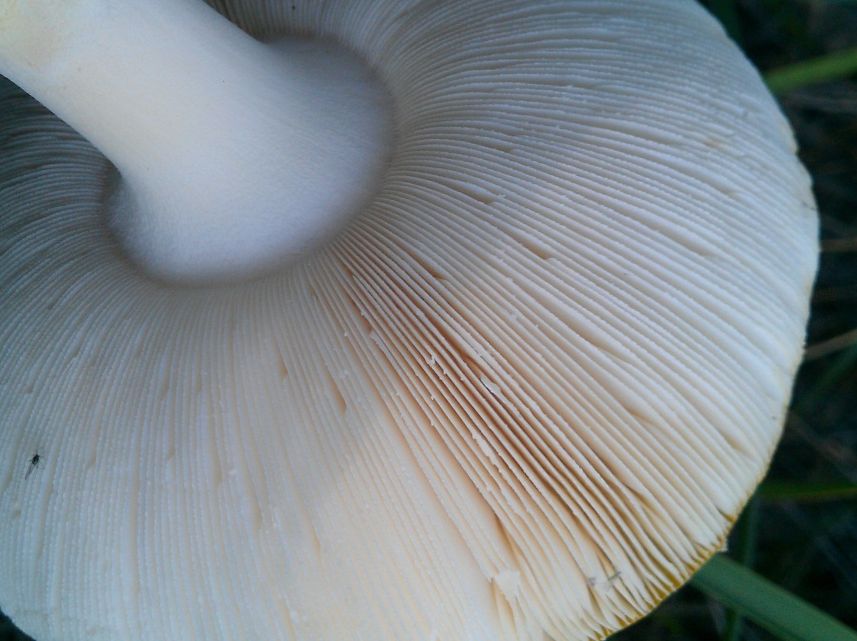 Мухомор красный (Amanita muscaria)