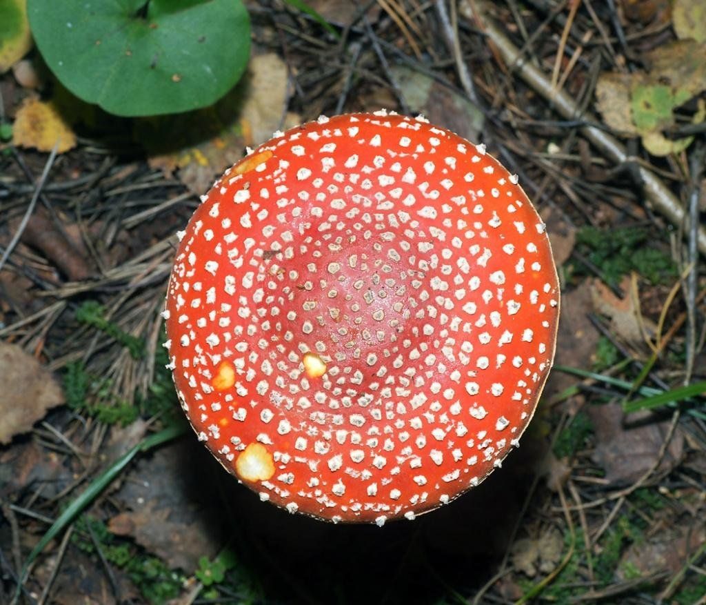 Мухомор красный (Amanita muscaria)