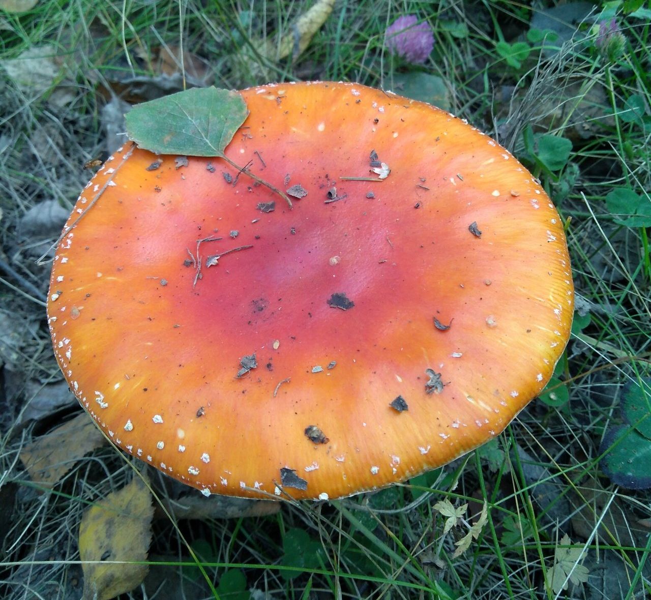 Мухомор красный (Amanita muscaria)