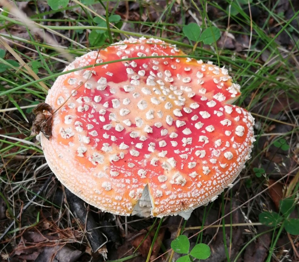 Мухомор красный (Amanita muscaria)