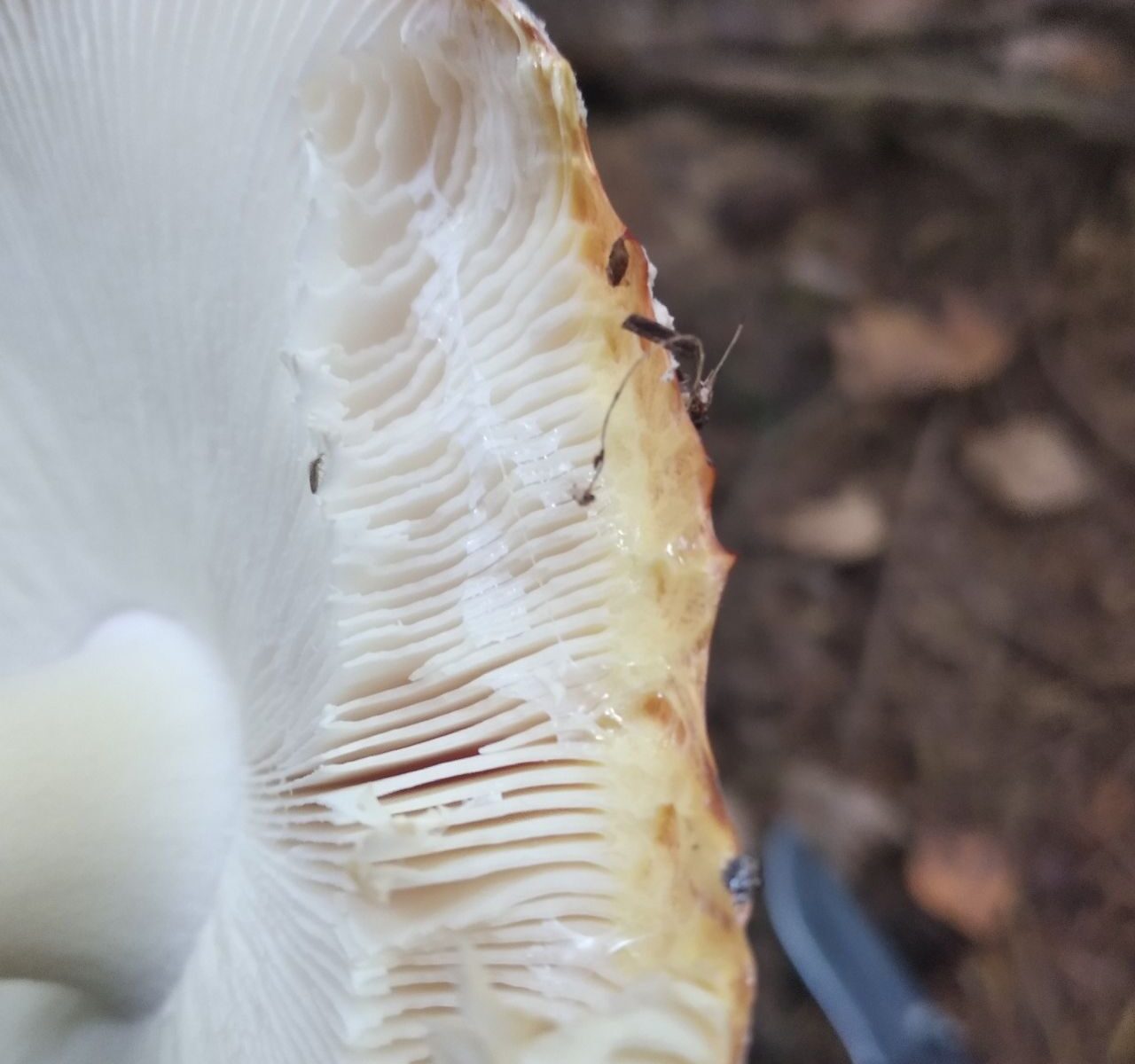 Мухомор красный (Amanita muscaria)