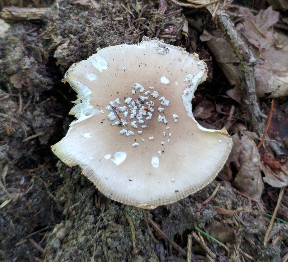 Мухомор пантерный (Amanita pantherina)