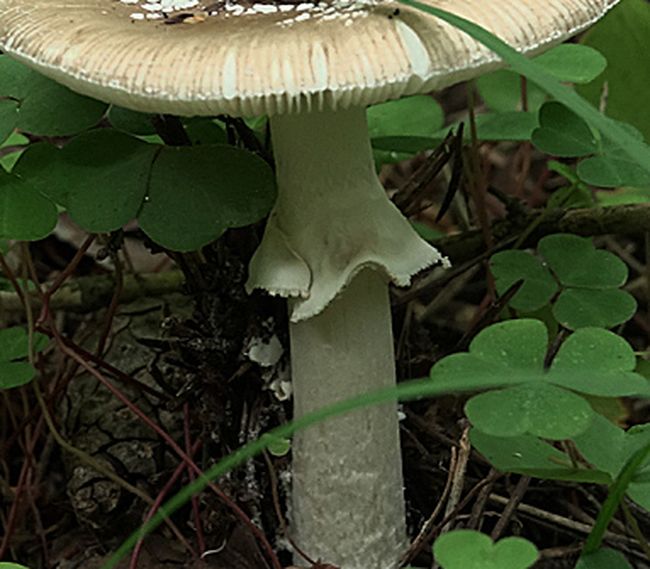 Мухомор пантерный (Amanita pantherina)