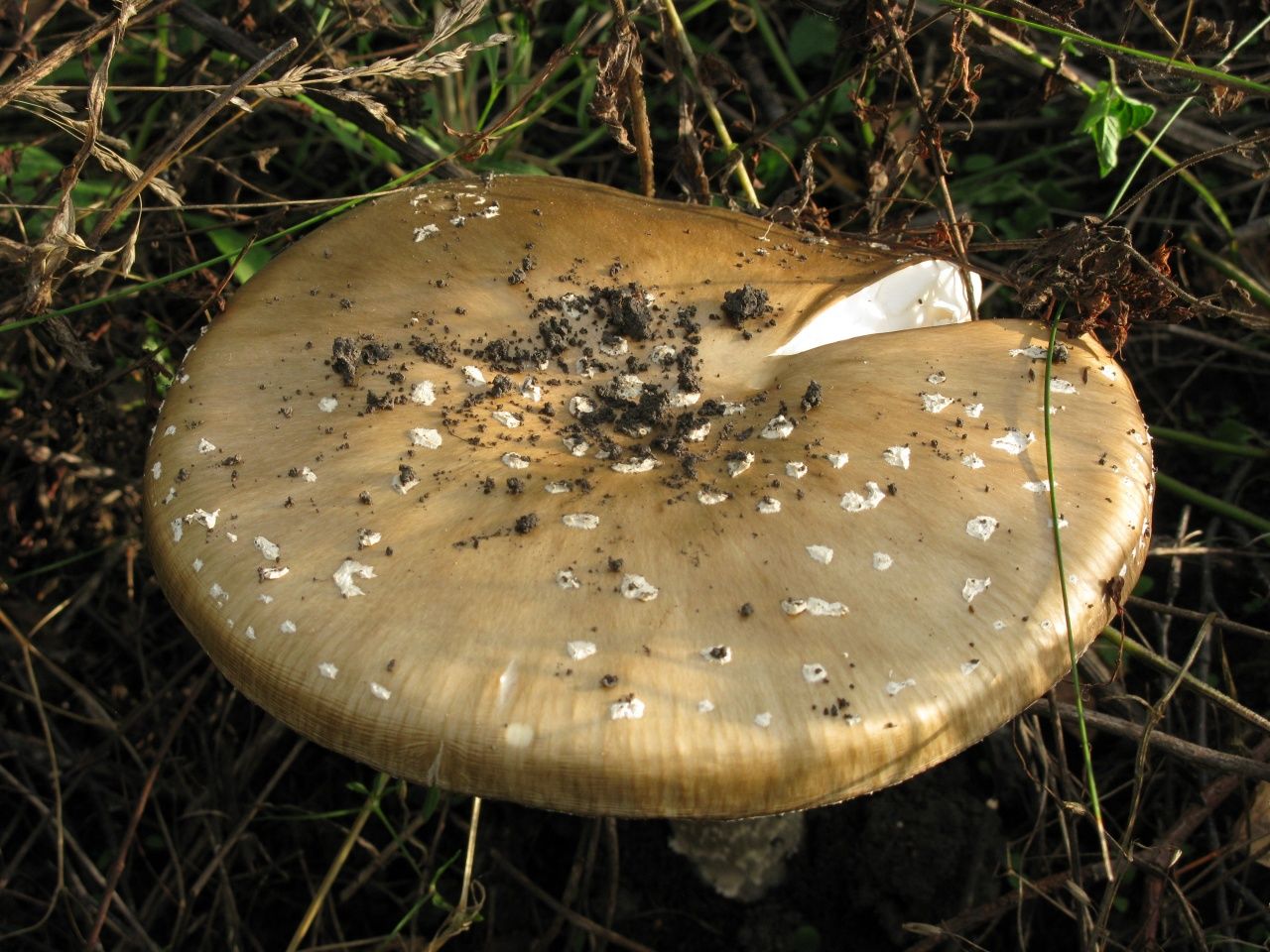 Мухомор пантерный (Amanita pantherina)