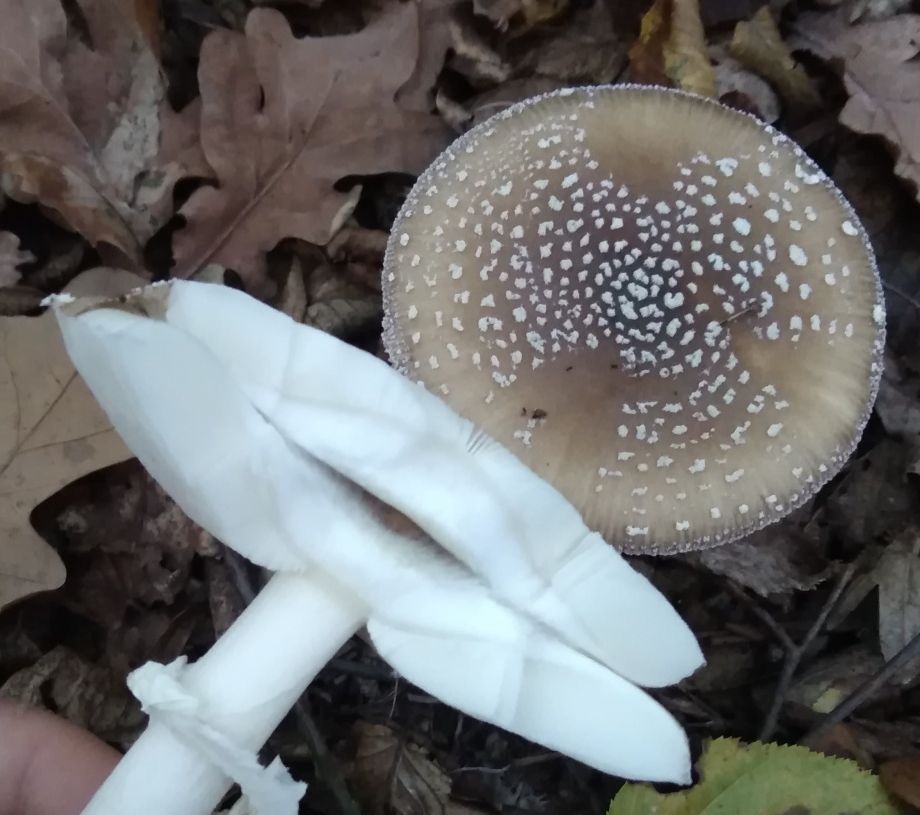 Мухомор пантерный (Amanita pantherina)