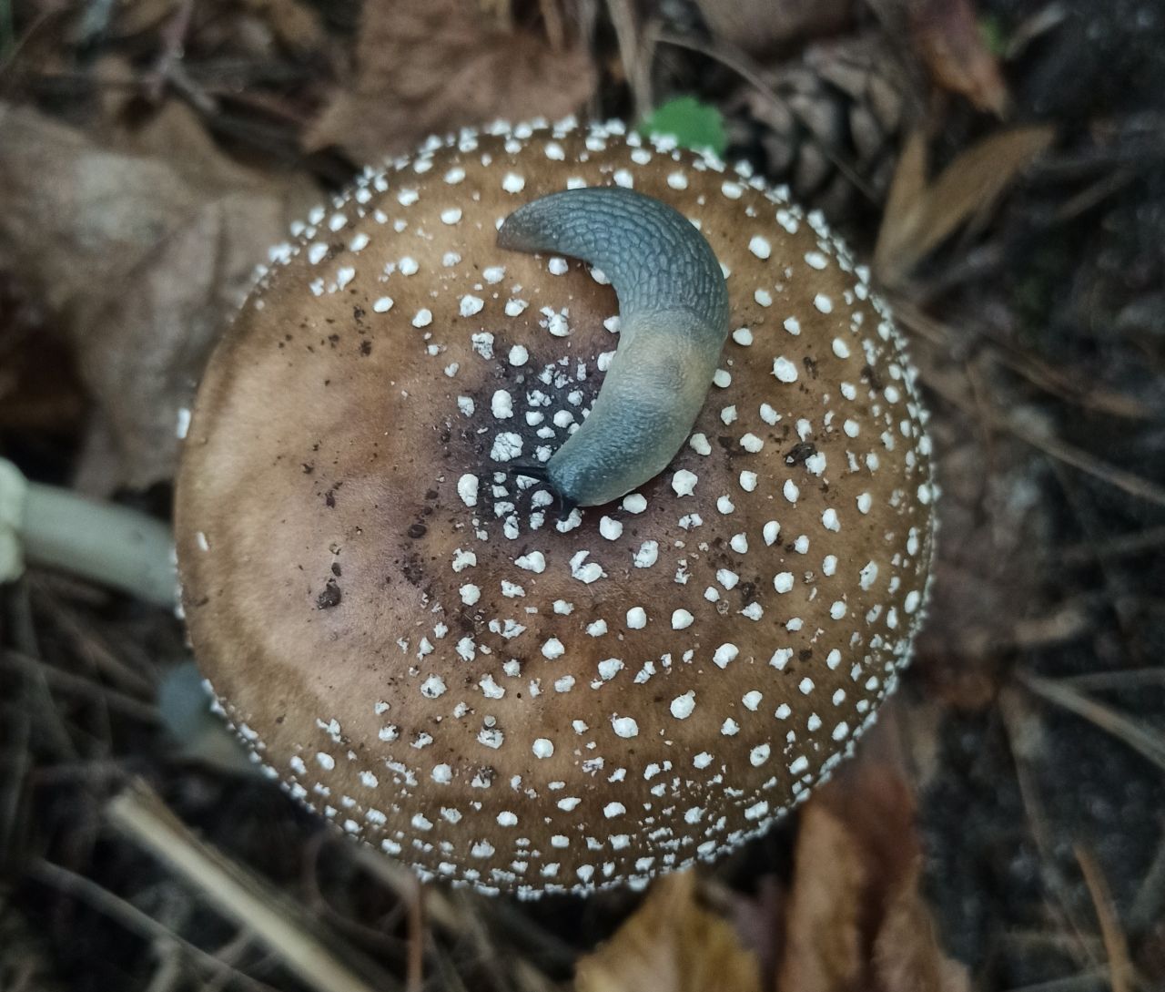 Мухомор пантерный (Amanita pantherina)