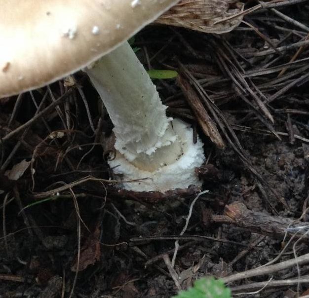 Мухомор пантерный (Amanita pantherina)