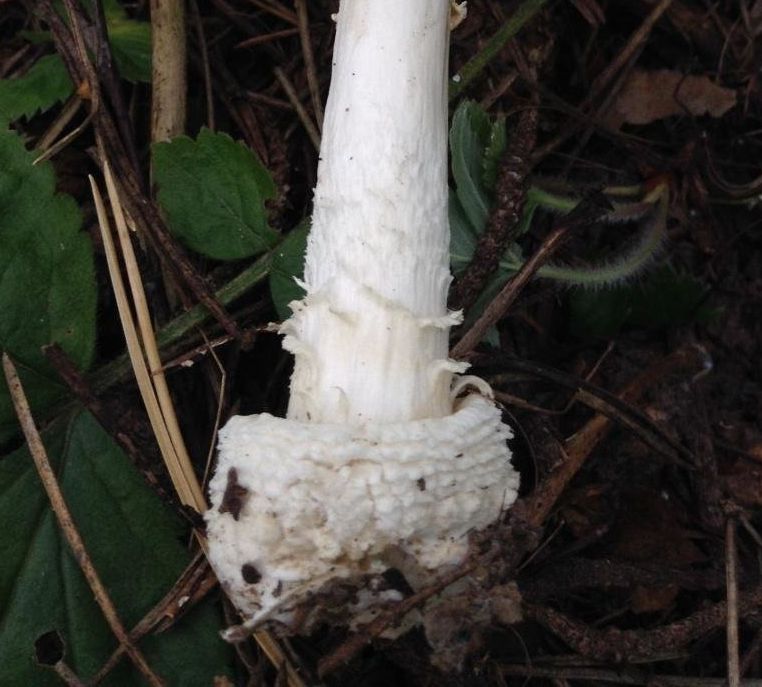 Мухомор пантерный (Amanita pantherina)