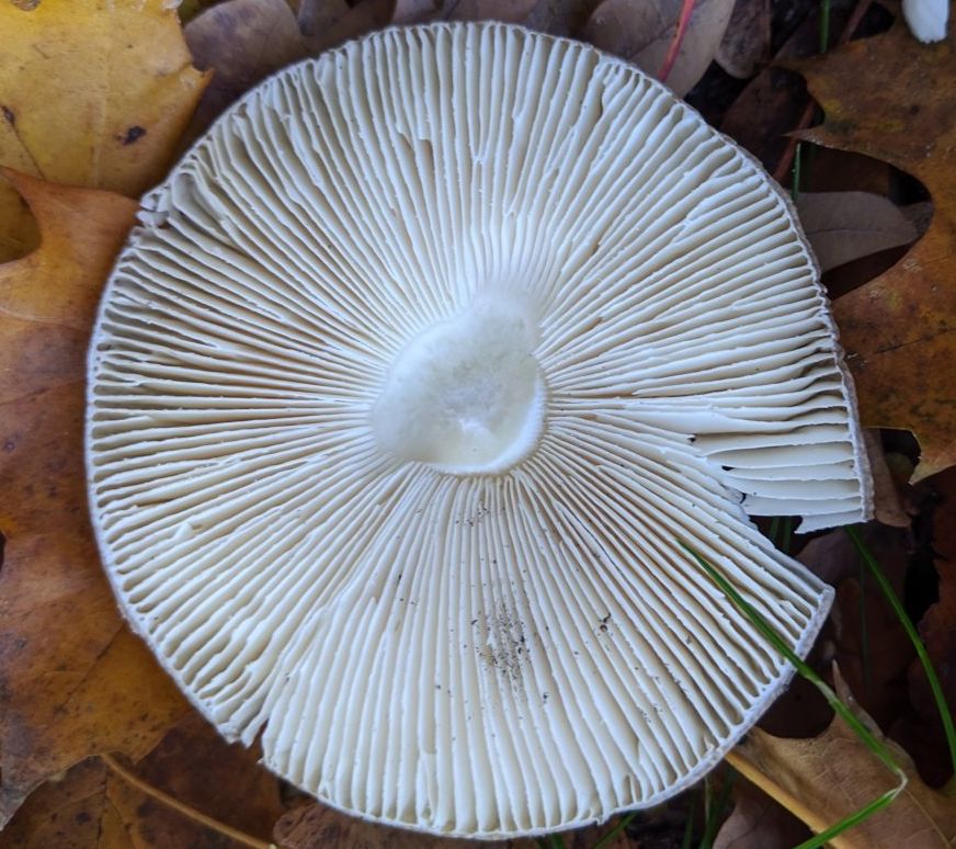 Мухомор пантерный (Amanita pantherina)