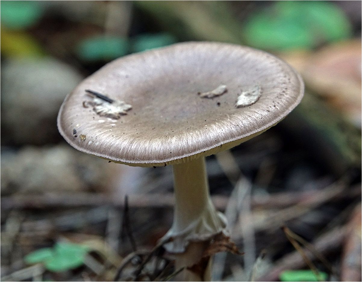 Мухомор порфировый (Amanita porphyria)