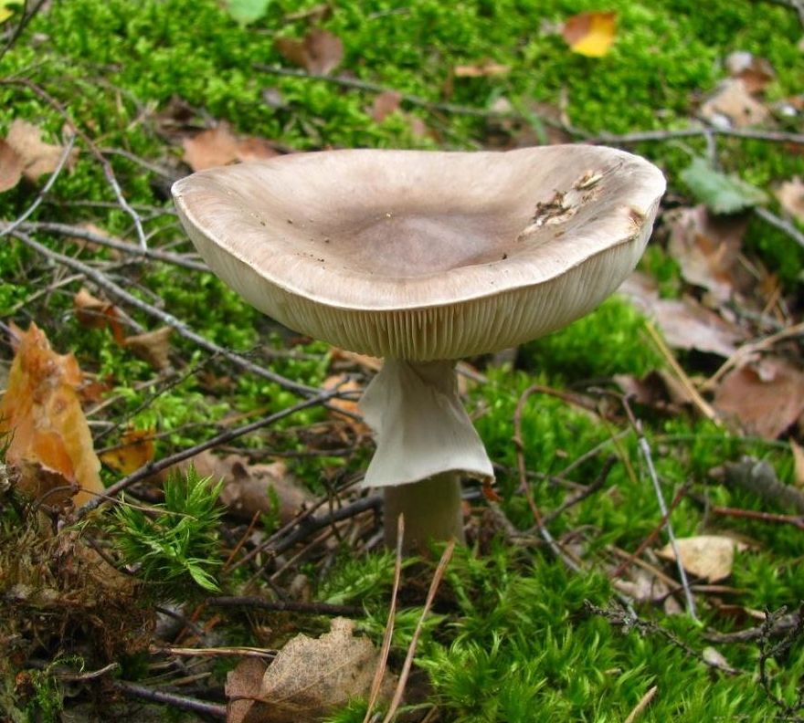 Мухомор порфировый (Amanita porphyria)