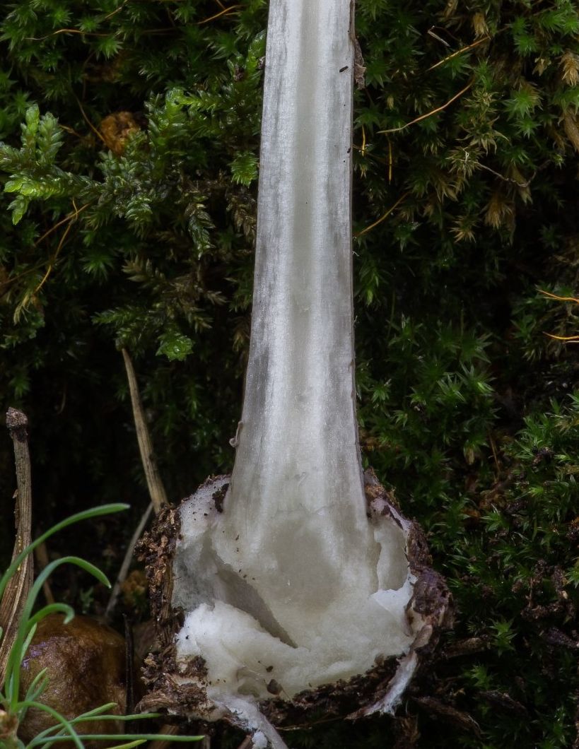 Мухомор порфировый (Amanita porphyria)