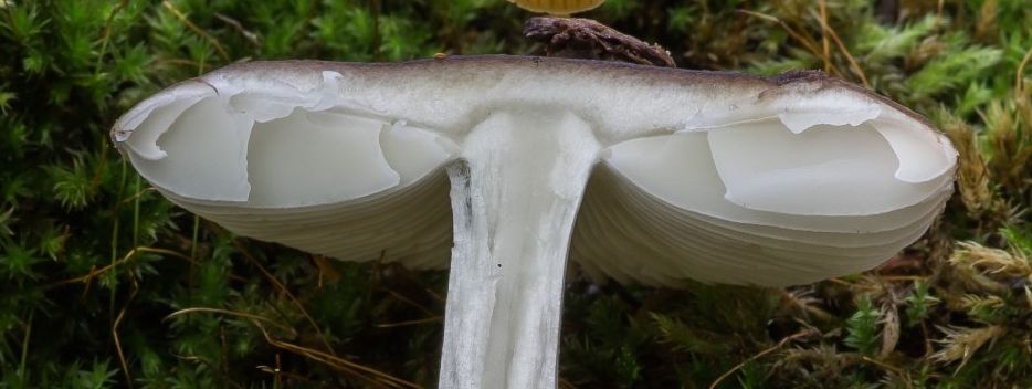 Мухомор порфировый (Amanita porphyria)