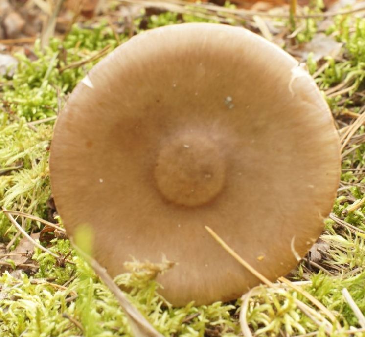 Мухомор порфировый (Amanita porphyria)