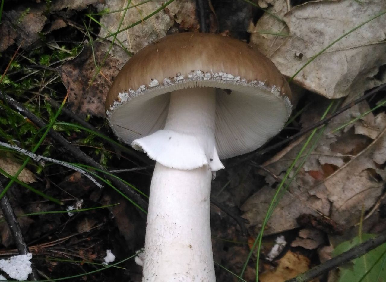 Мухомор порфировый (Amanita porphyria)