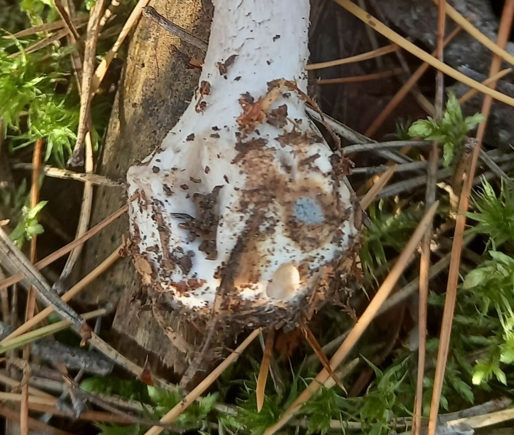 Мухомор порфировый (Amanita porphyria)