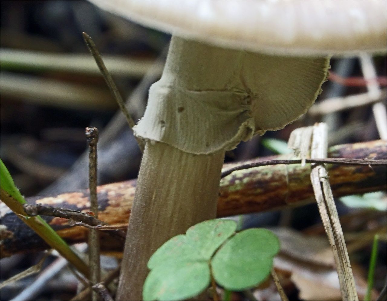 Мухомор порфировый (Amanita porphyria)