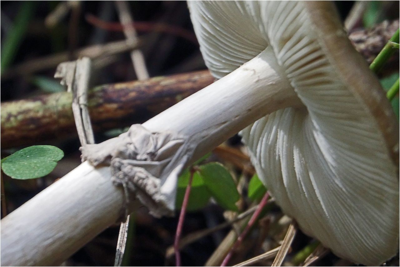 Мухомор порфировый (Amanita porphyria)