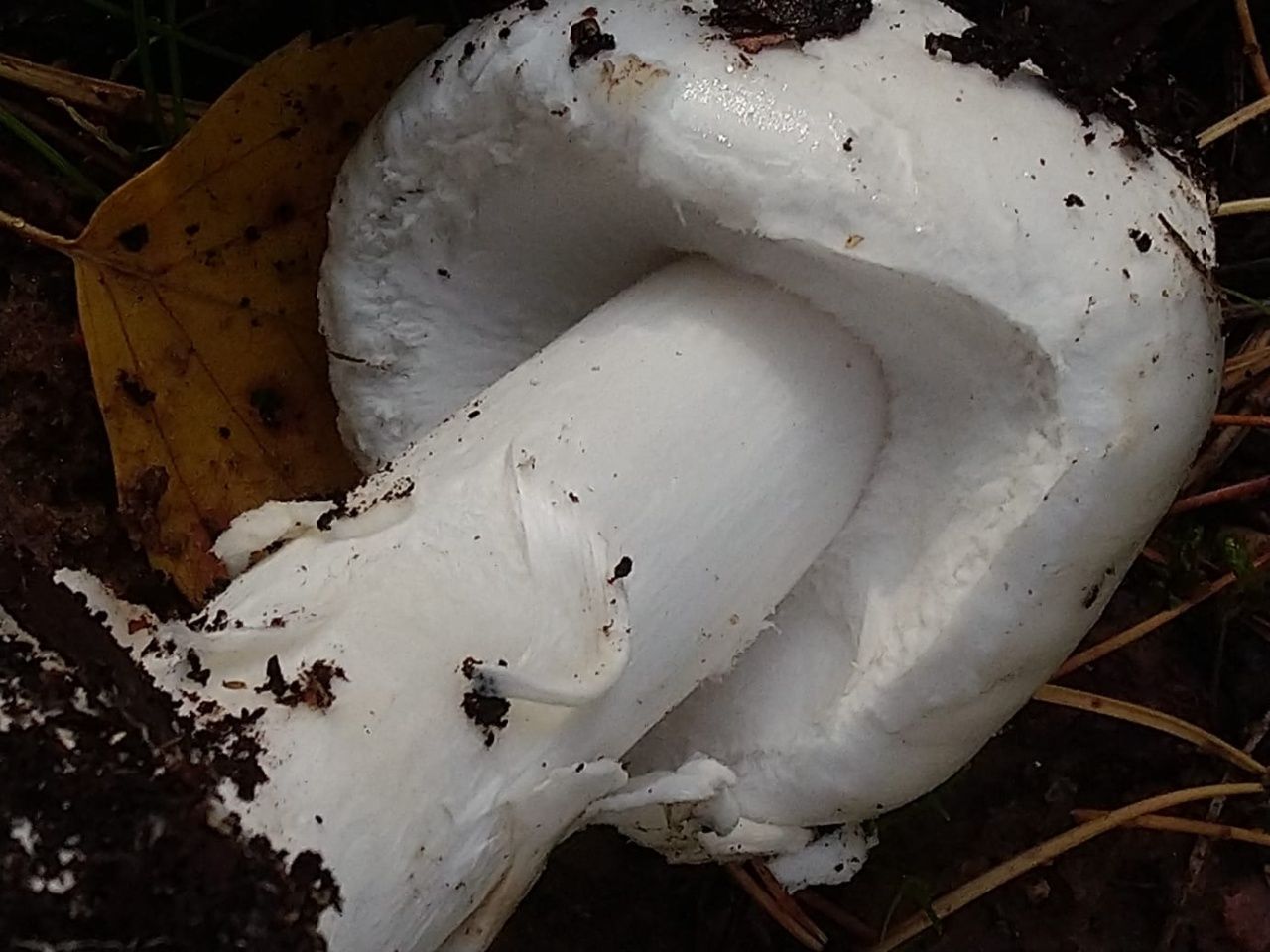 Белая поганка (Amanita virosa)