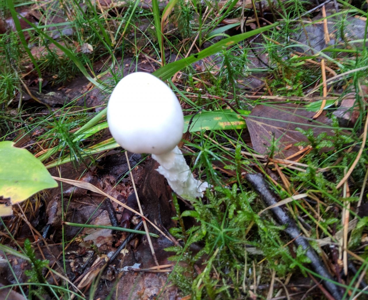 Белая поганка (Amanita virosa)