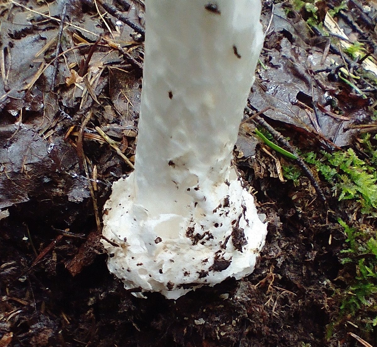 Белая поганка (Amanita virosa)