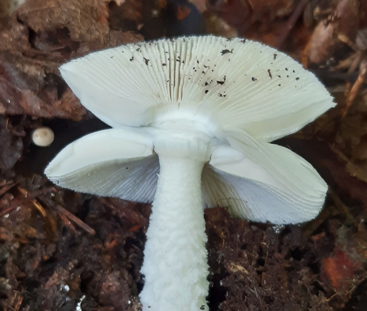 Белая поганка (Amanita virosa)