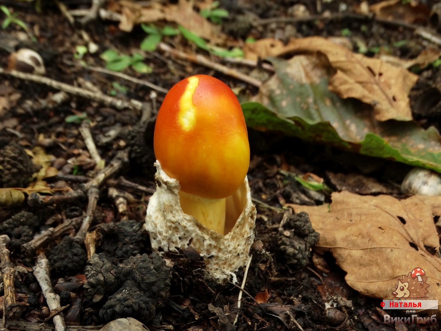 Amanita caesareoides - Мухомор цезаревидный