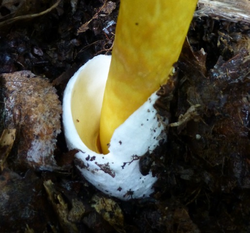 Amanita caesareoides - внутренняя вольва