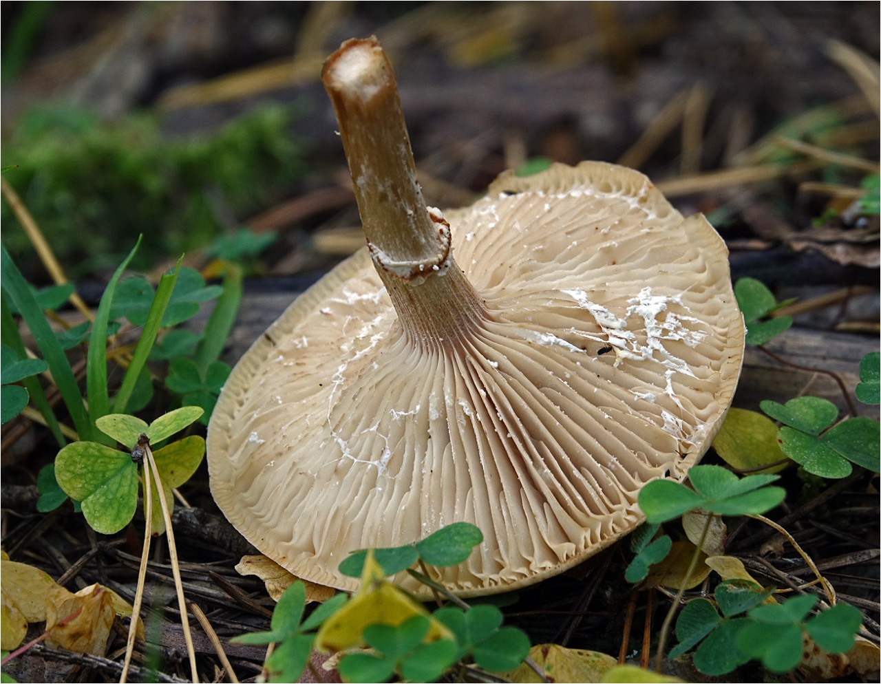 Опенок луковичноногий (Armillaria cepistipes)