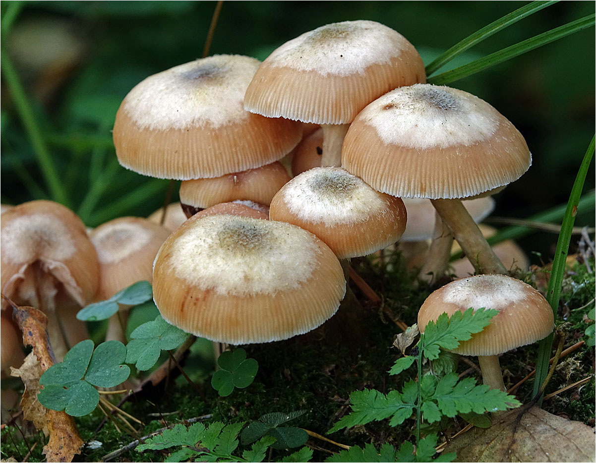 Опенок луковичноногий (Armillaria cepistipes)