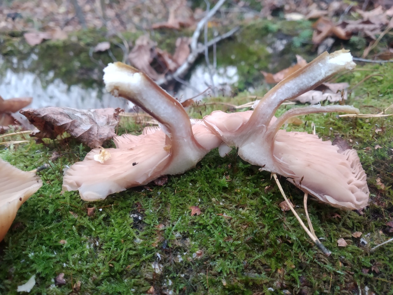 Опенок луковичноногий (Armillaria cepistipes)