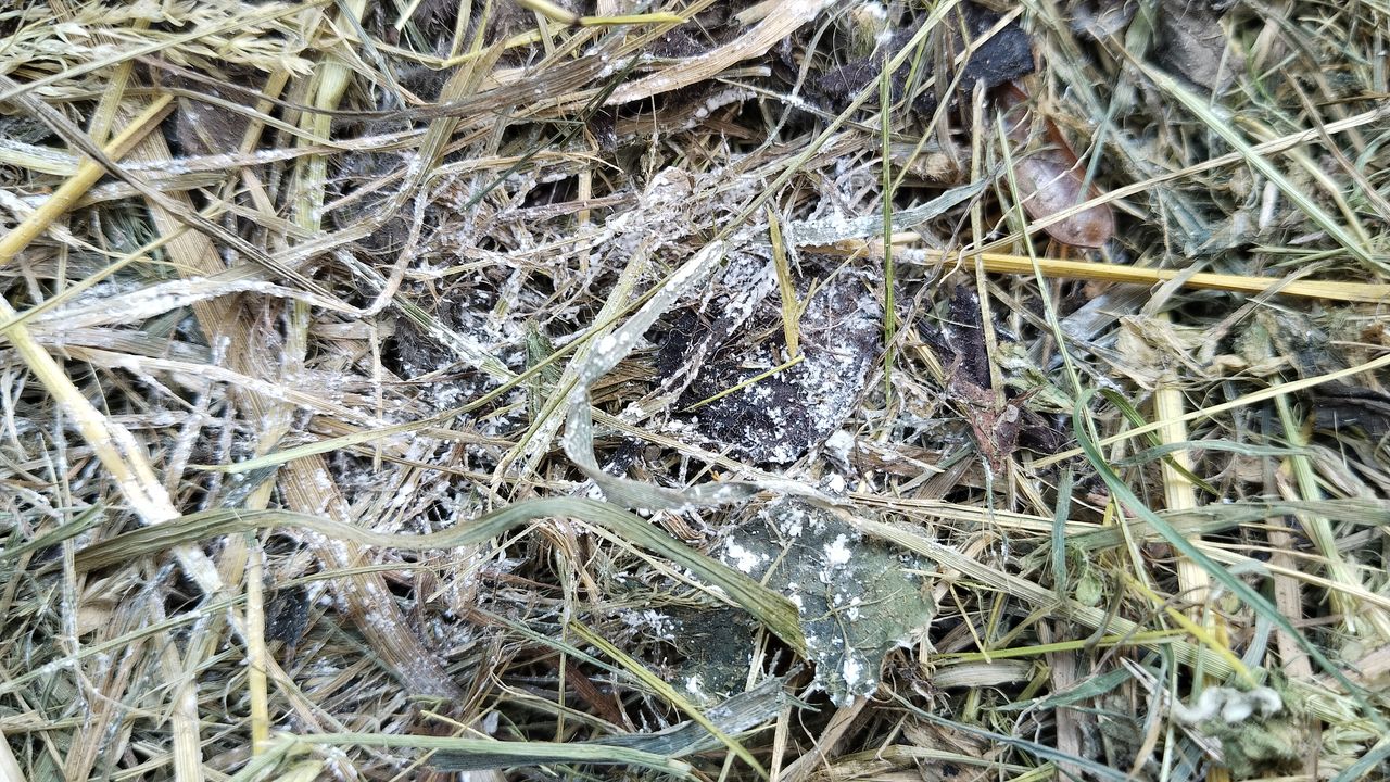 Athelia arachnoidea - Анаморфная стадия