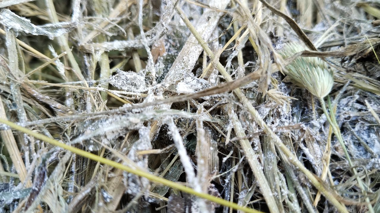 Athelia arachnoidea - Анаморфная стадия