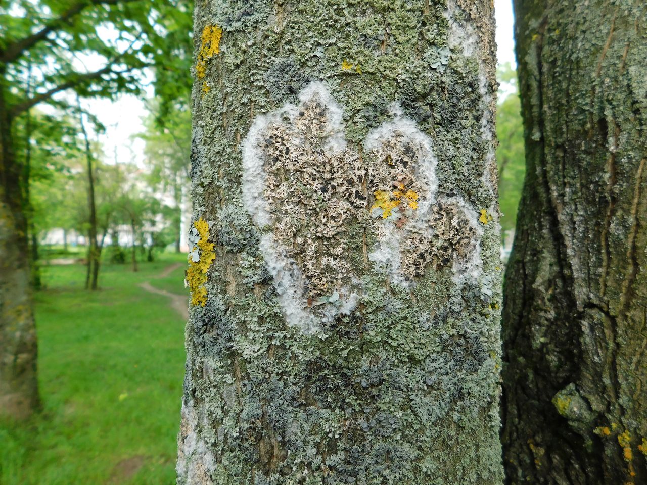 Ателия паутинистая (Athelia arachnoidea)