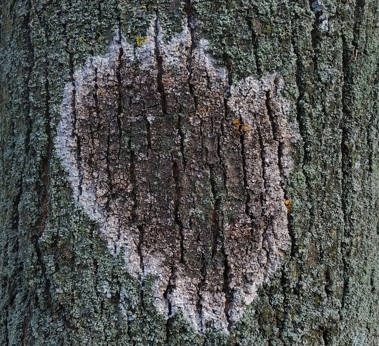 Athelia arachnoidea - Телеоморфная стадия