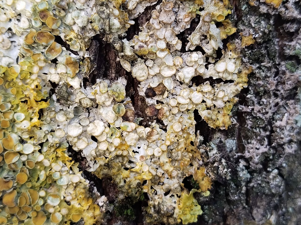 Athelia arachnoidea - базидиомы