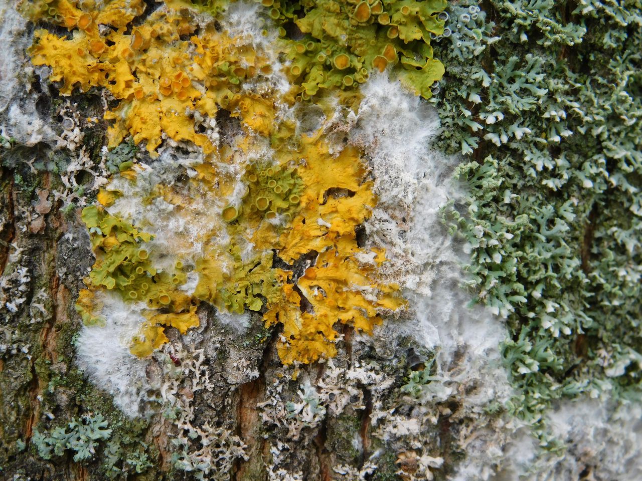 Athelia arachnoidea - Паразитизм на лишайниках