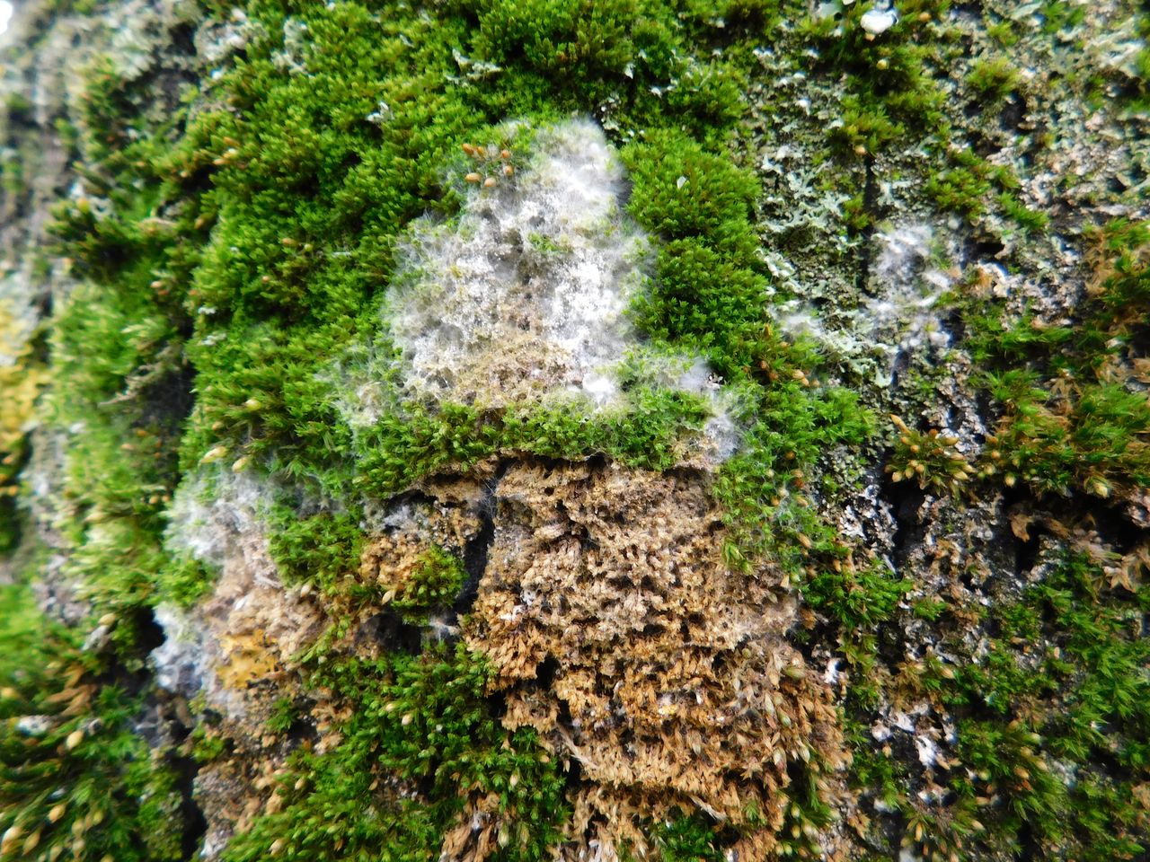 Athelia arachnoidea - Бриофагия