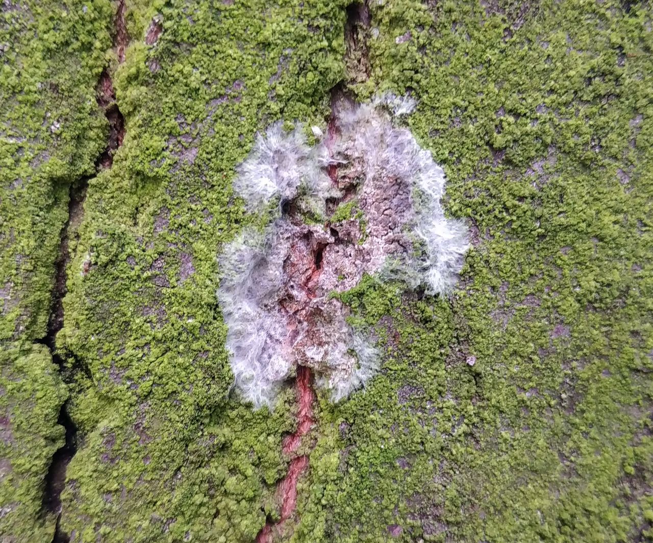 Athelia arachnoidea - Фаготрофия