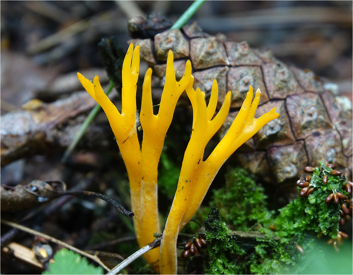 Калоцера клейкая