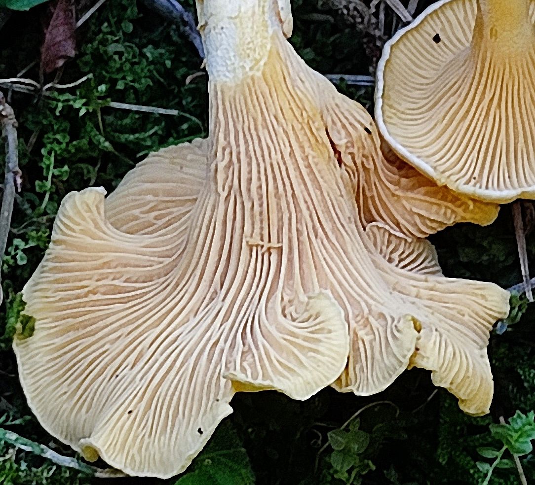 Лисичка ржавеющая (Cantharellus ferruginascens)
