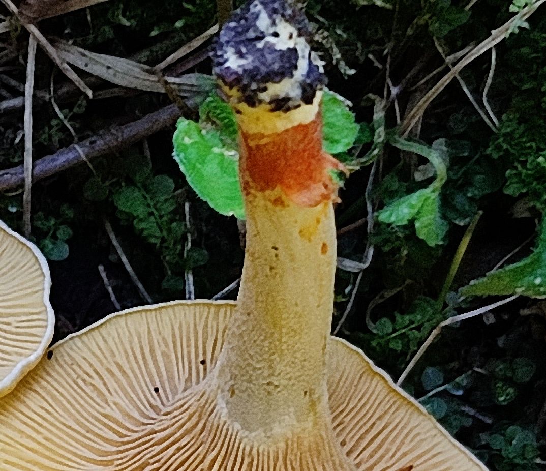 Лисичка ржавеющая (Cantharellus ferruginascens)