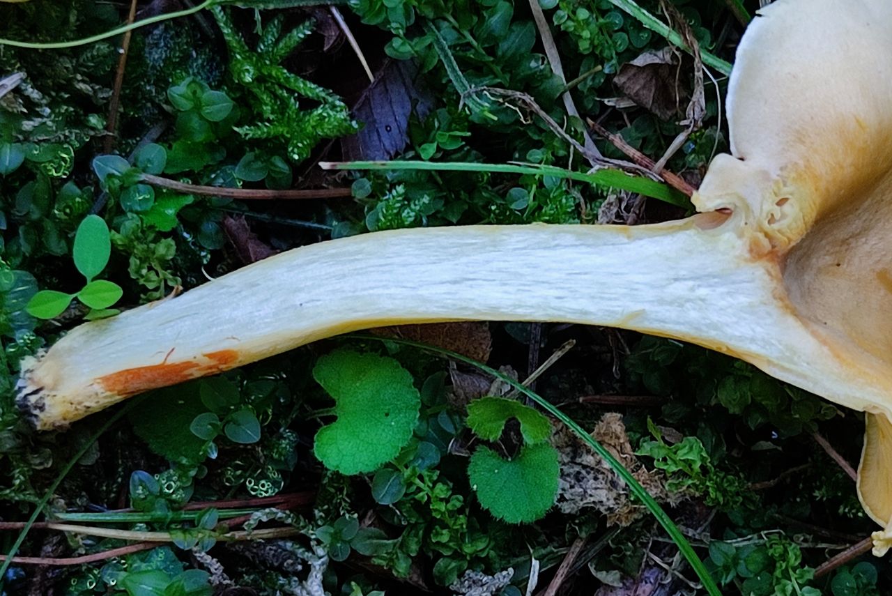 Лисичка ржавеющая (Cantharellus ferruginascens)