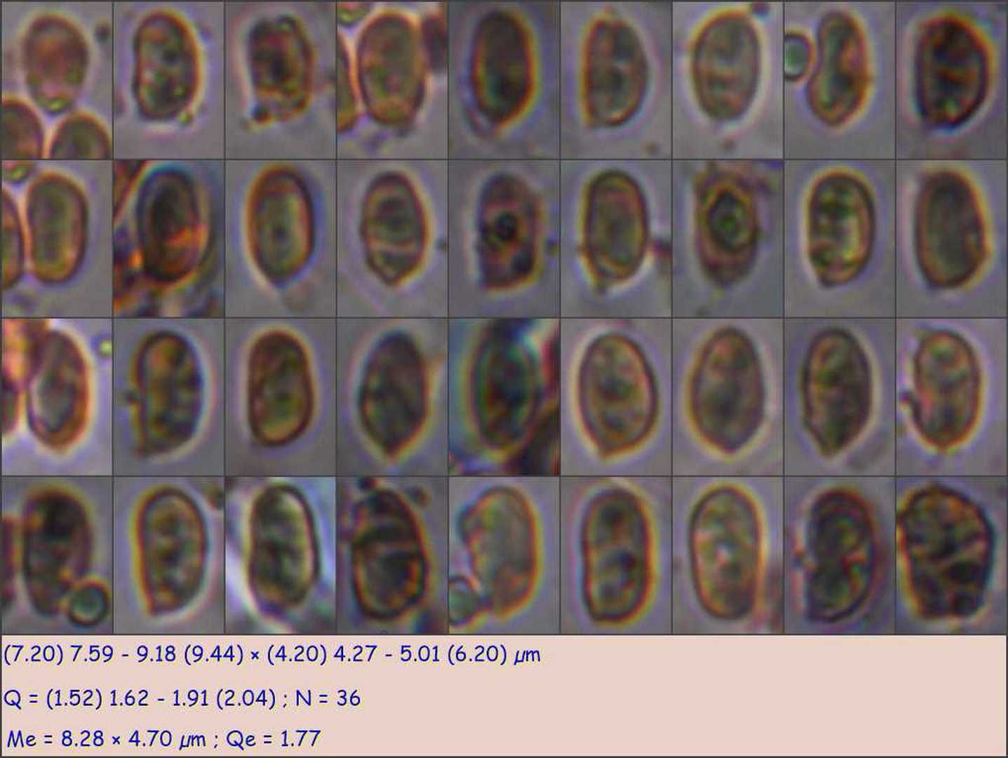 Лисичка ржавеющая (Cantharellus ferruginascens)