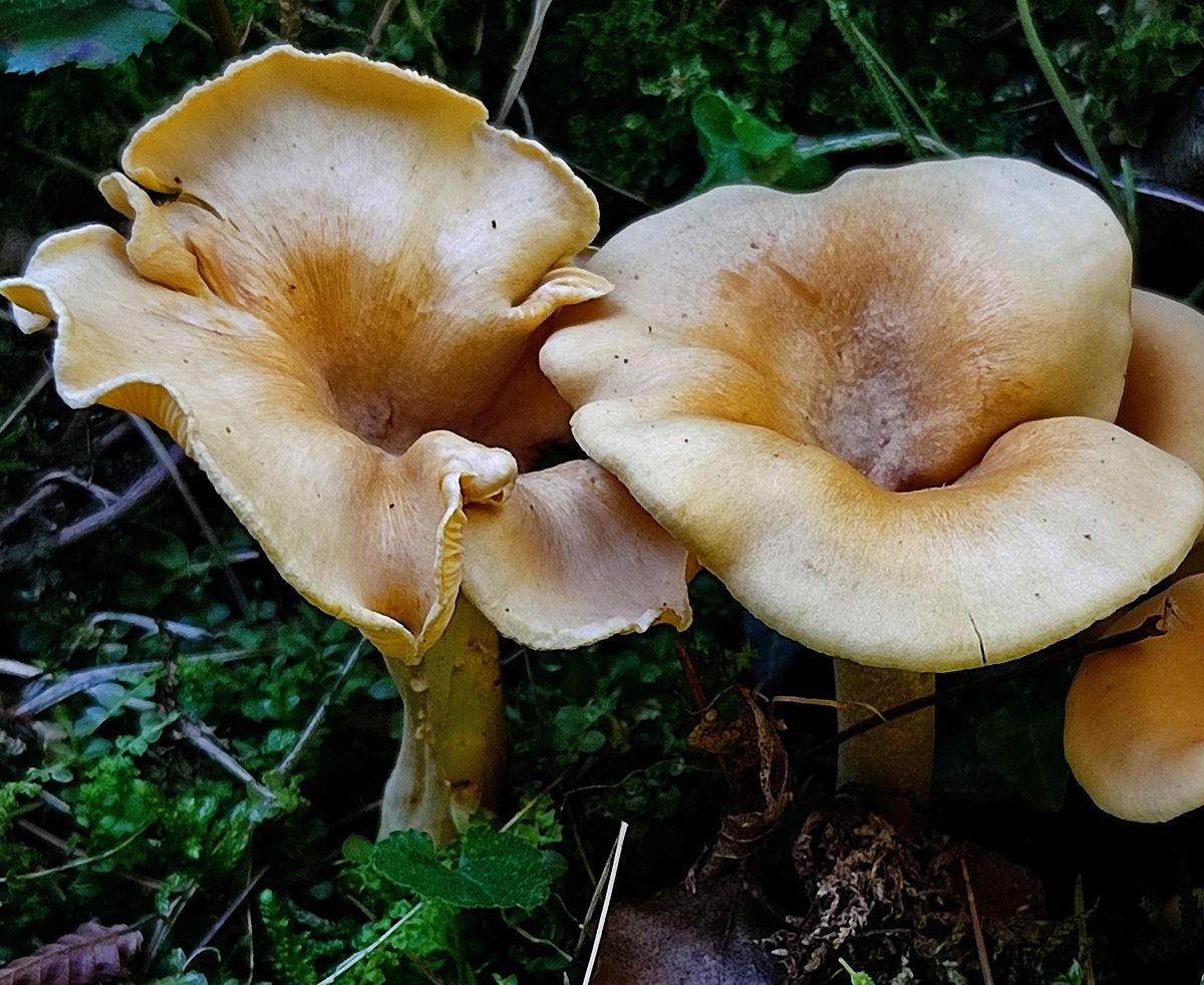 Лисичка ржавеющая