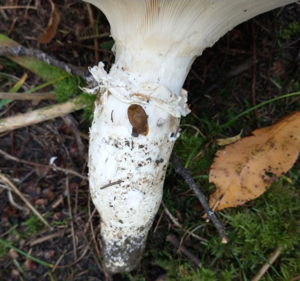 Катателазма вздутая (Catathelasma ventricosum)